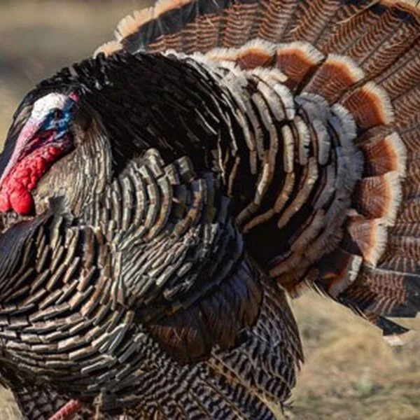Thanksgiving Holiday
