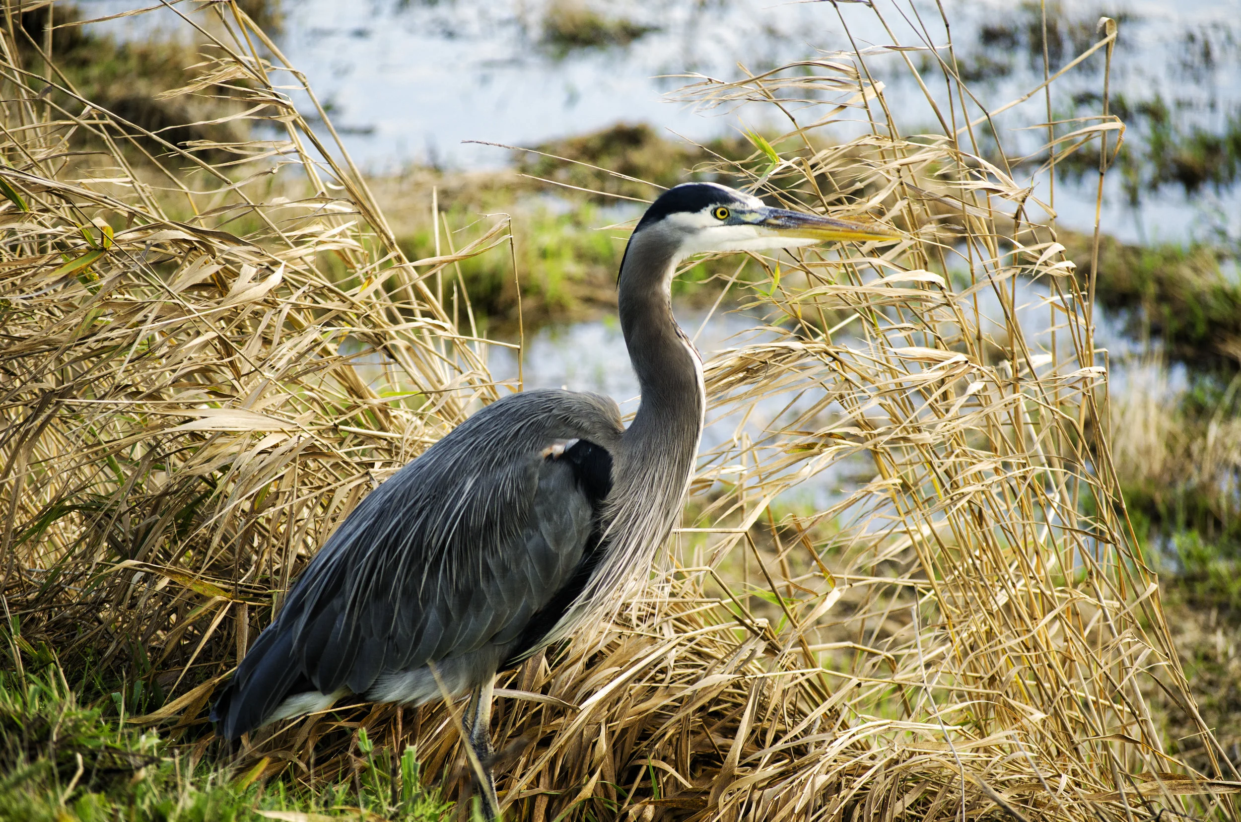 Bird 57.jpg