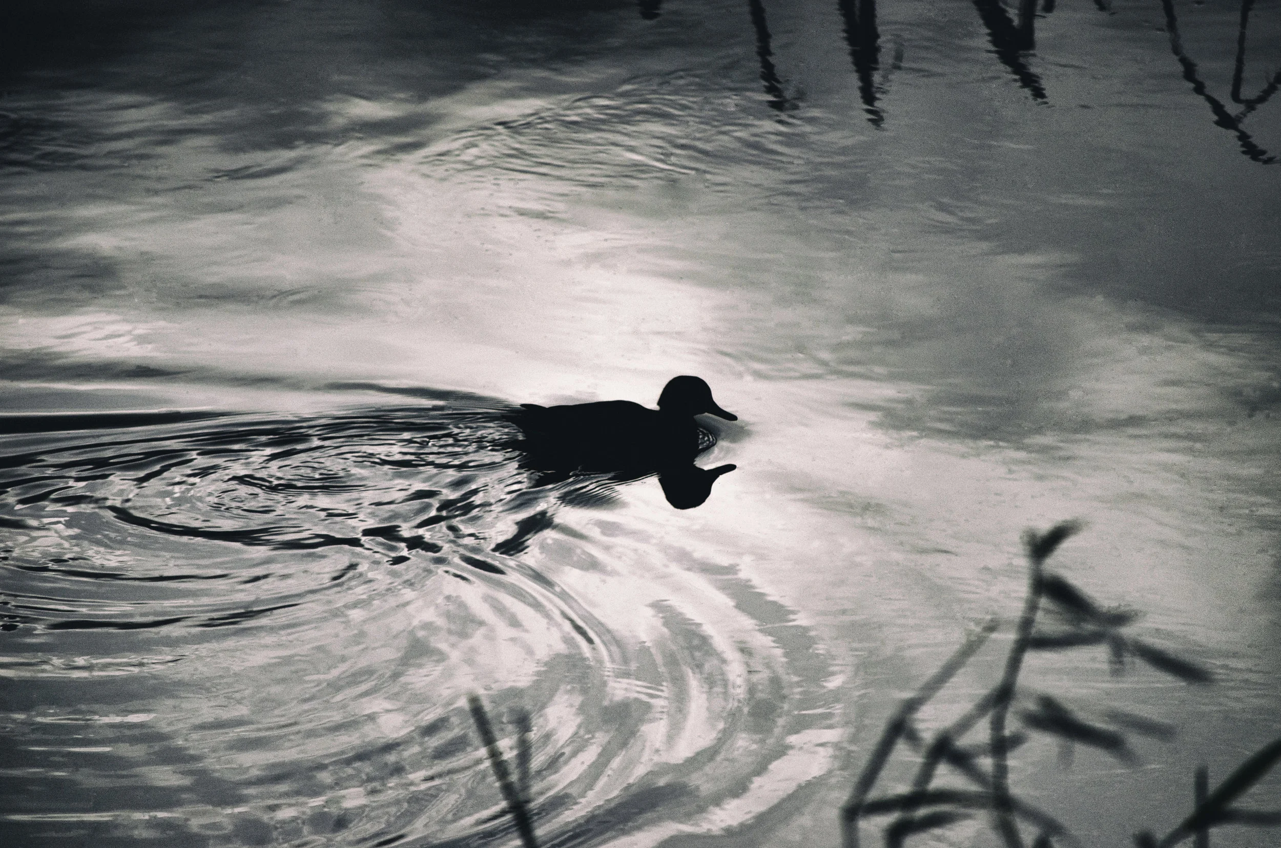 Duck 60.jpg