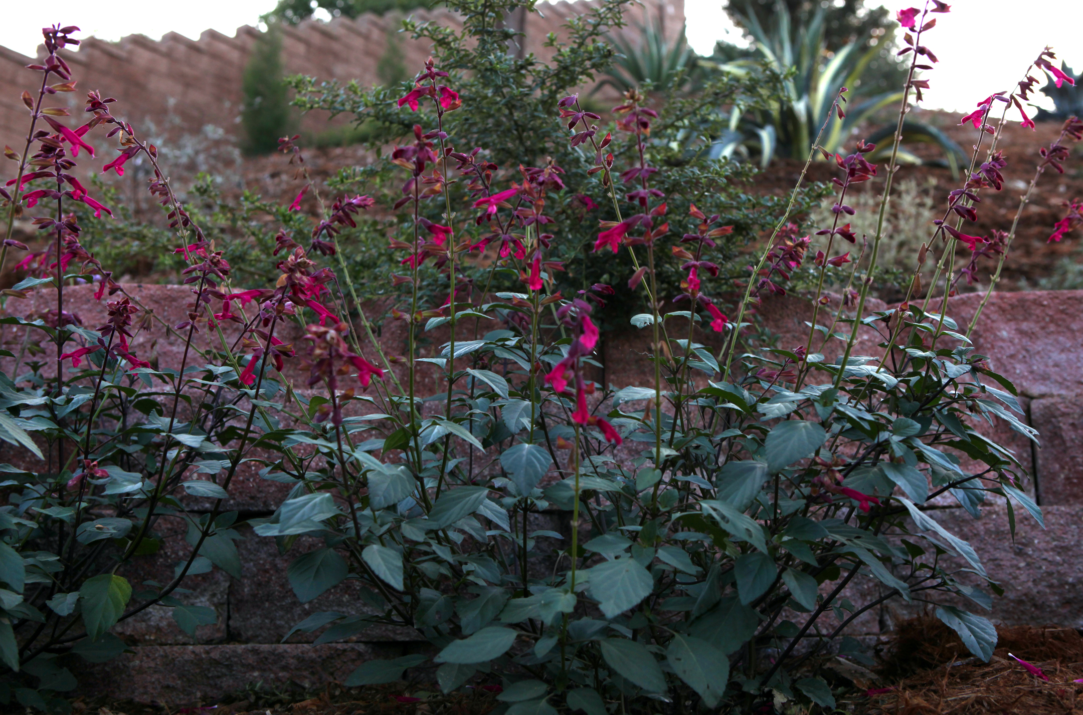 California-native-plant-Penstemon.jpg