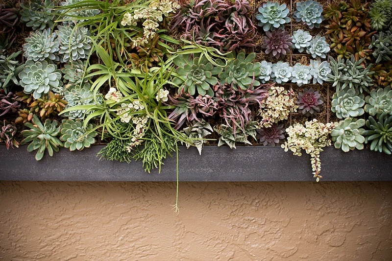 succulent-vertical-living-wall-art-by-singing-gardens-designer.jpg