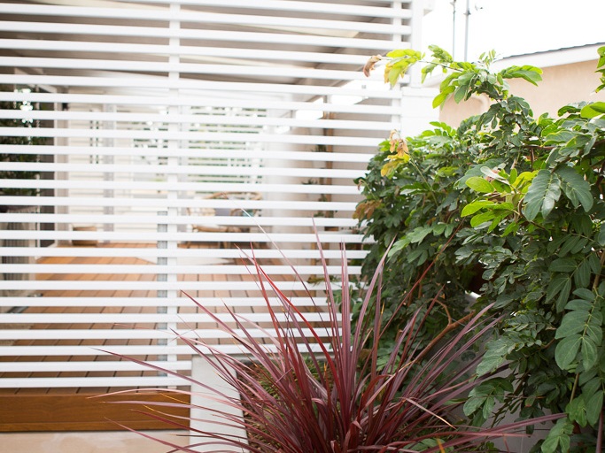 cordyline+design-a-line+with++pink+powder+puff+landscaping.jpg