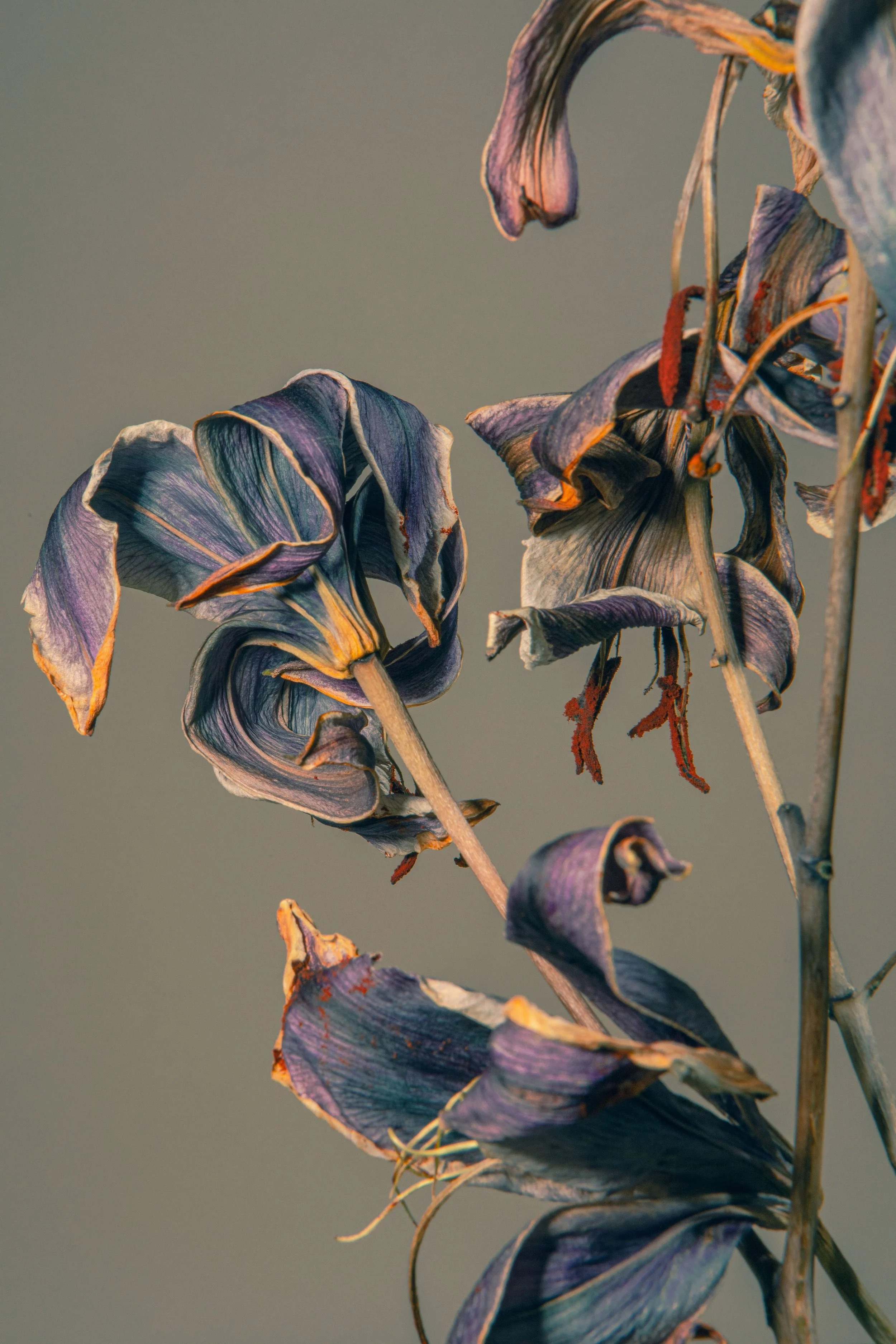 _MG_436712x18.jpg