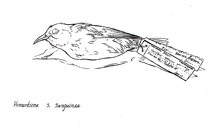 Apapane 2 line copy.jpg