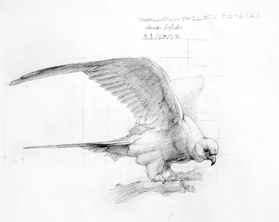 swallow tailed kite new.jpg