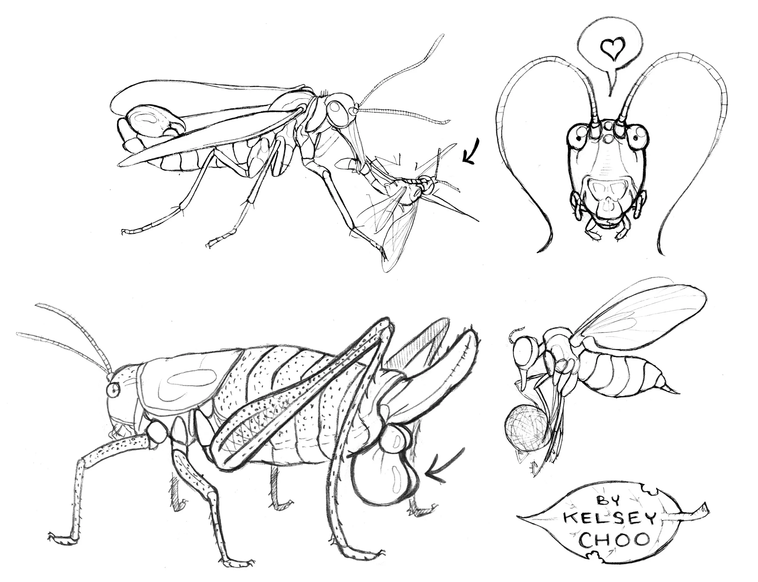 insect zine.jpg