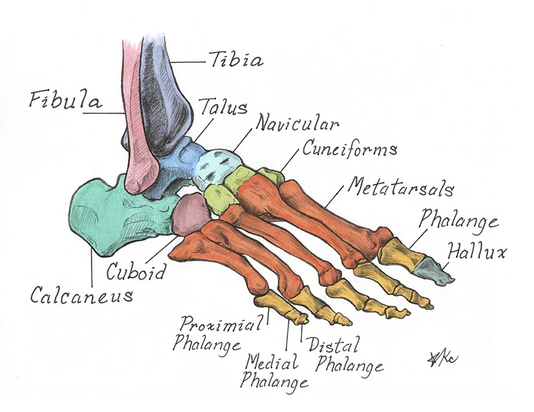 Foot bones2-KelseyChoo.jpg