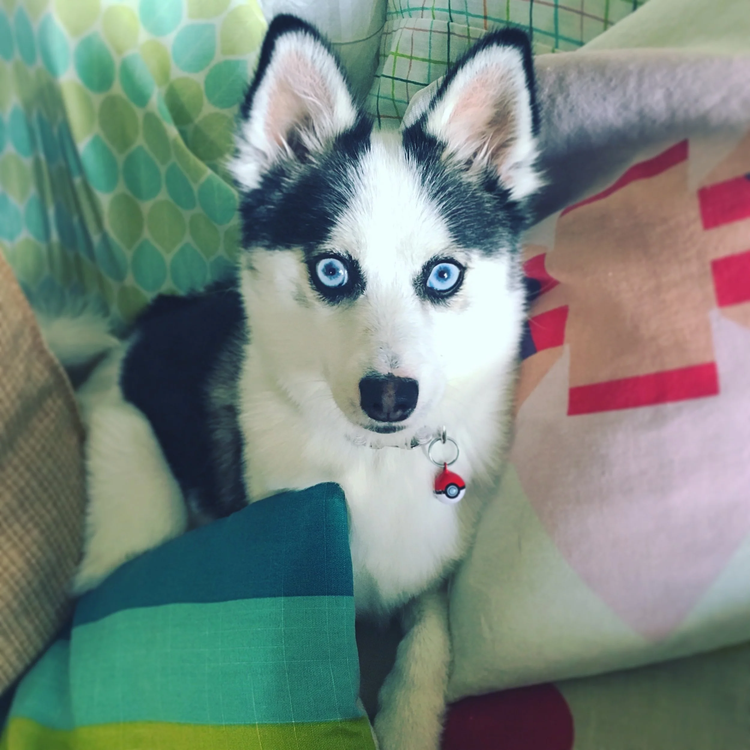 Laika