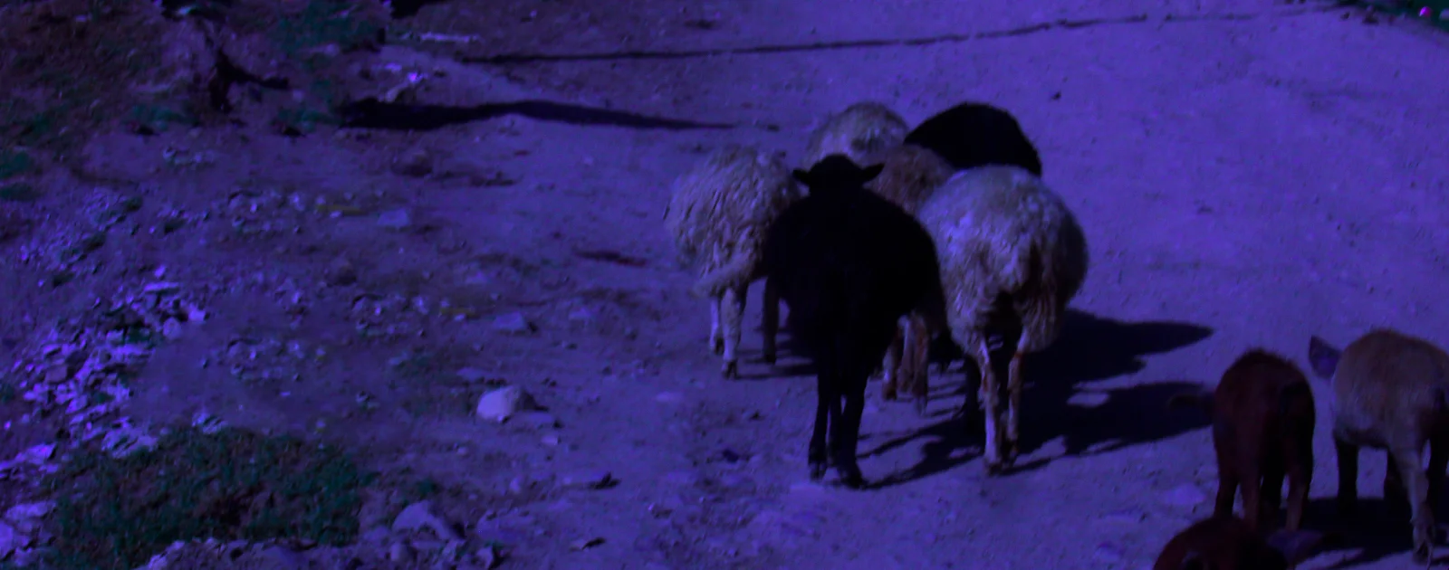 bluesheep.jpg