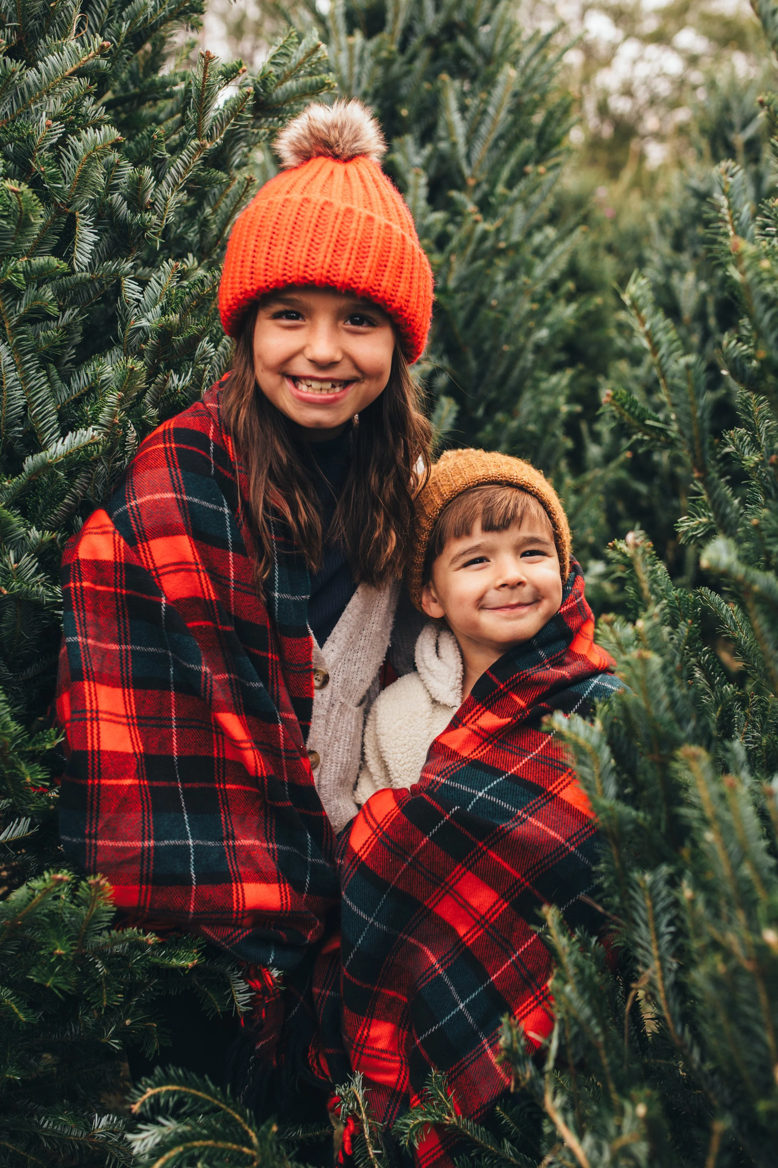 Xmas trees 2025-9.jpg