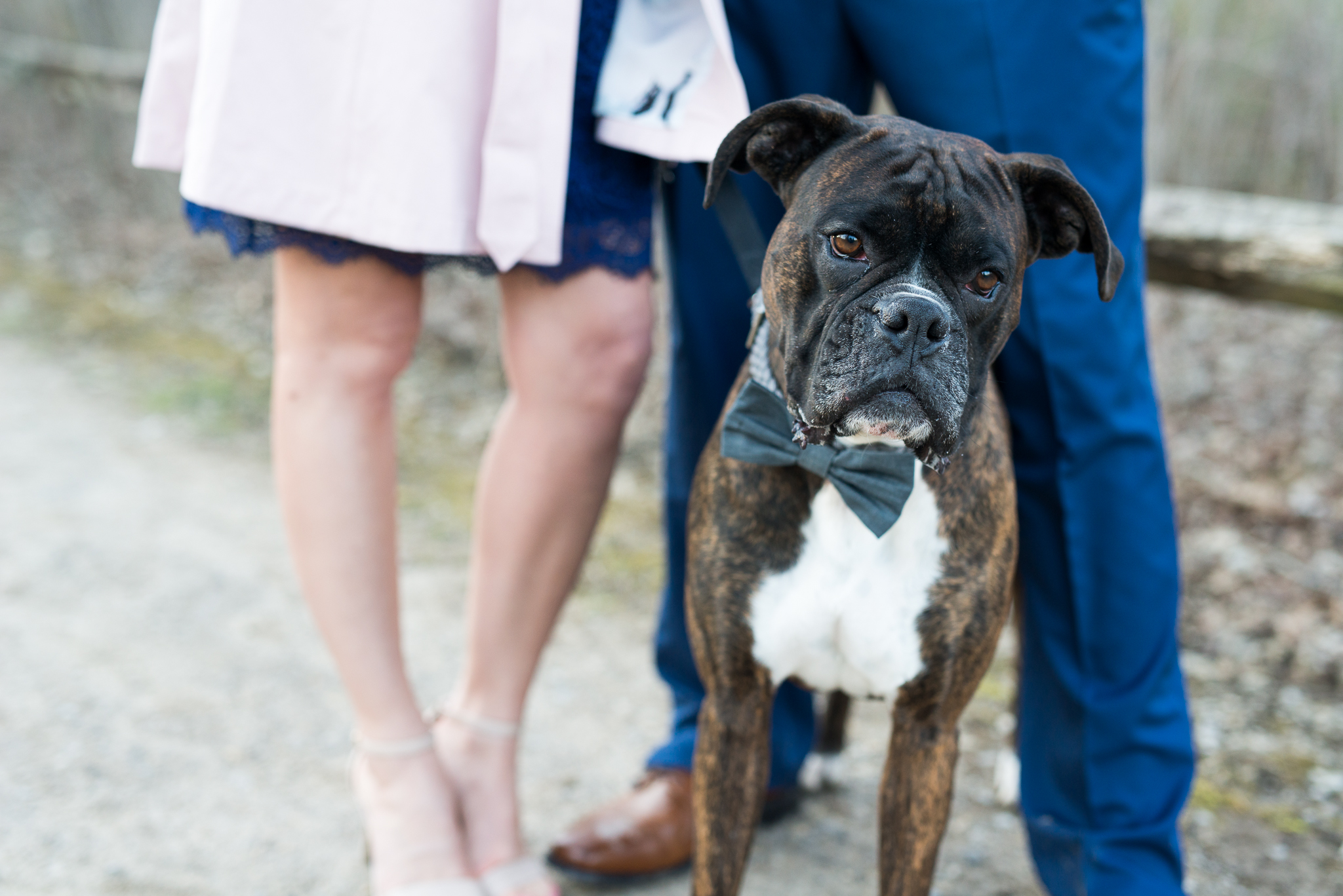 Meet Bo with his Bow Tie <3, Brett Loves Elle Photography