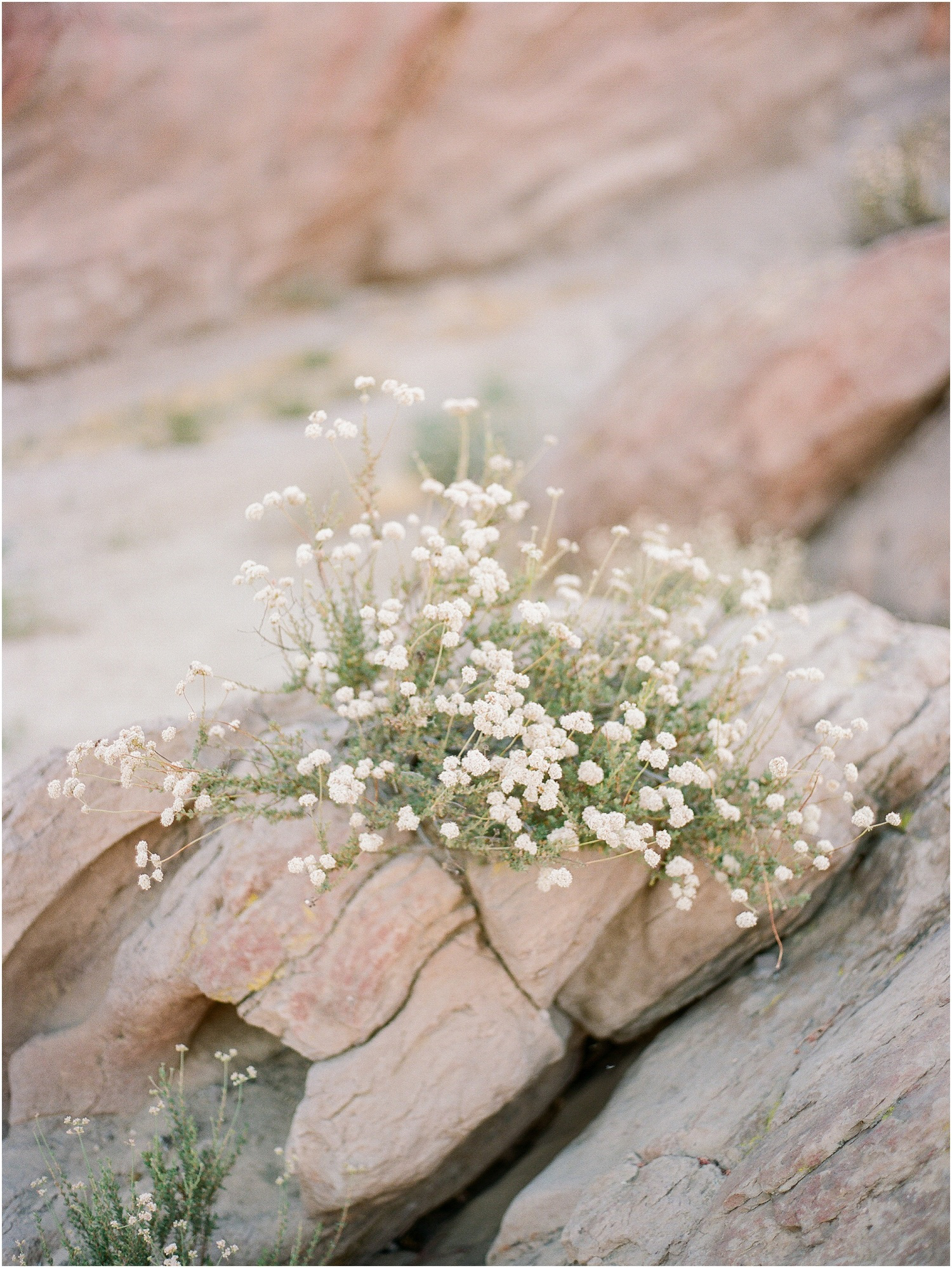 Vasquez-rocks-ca-engagement-session-3.jpg