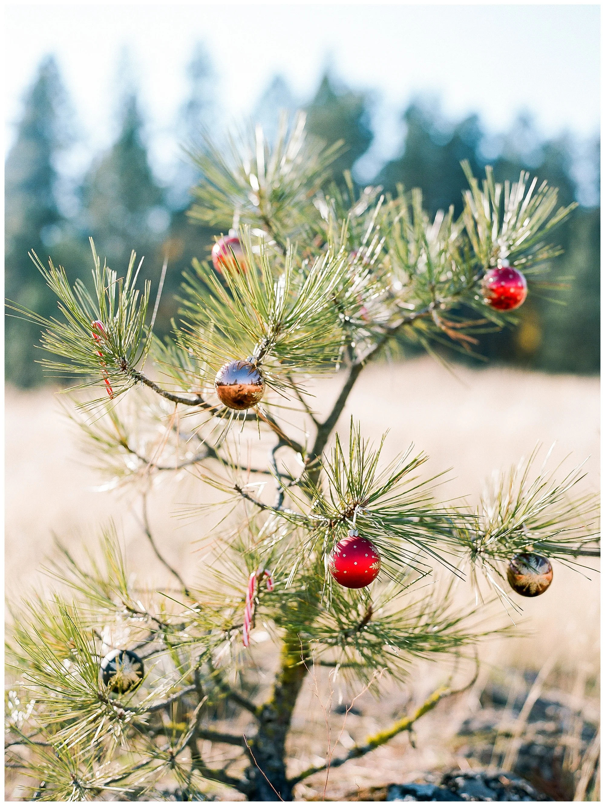 Holiday Session-2.jpg