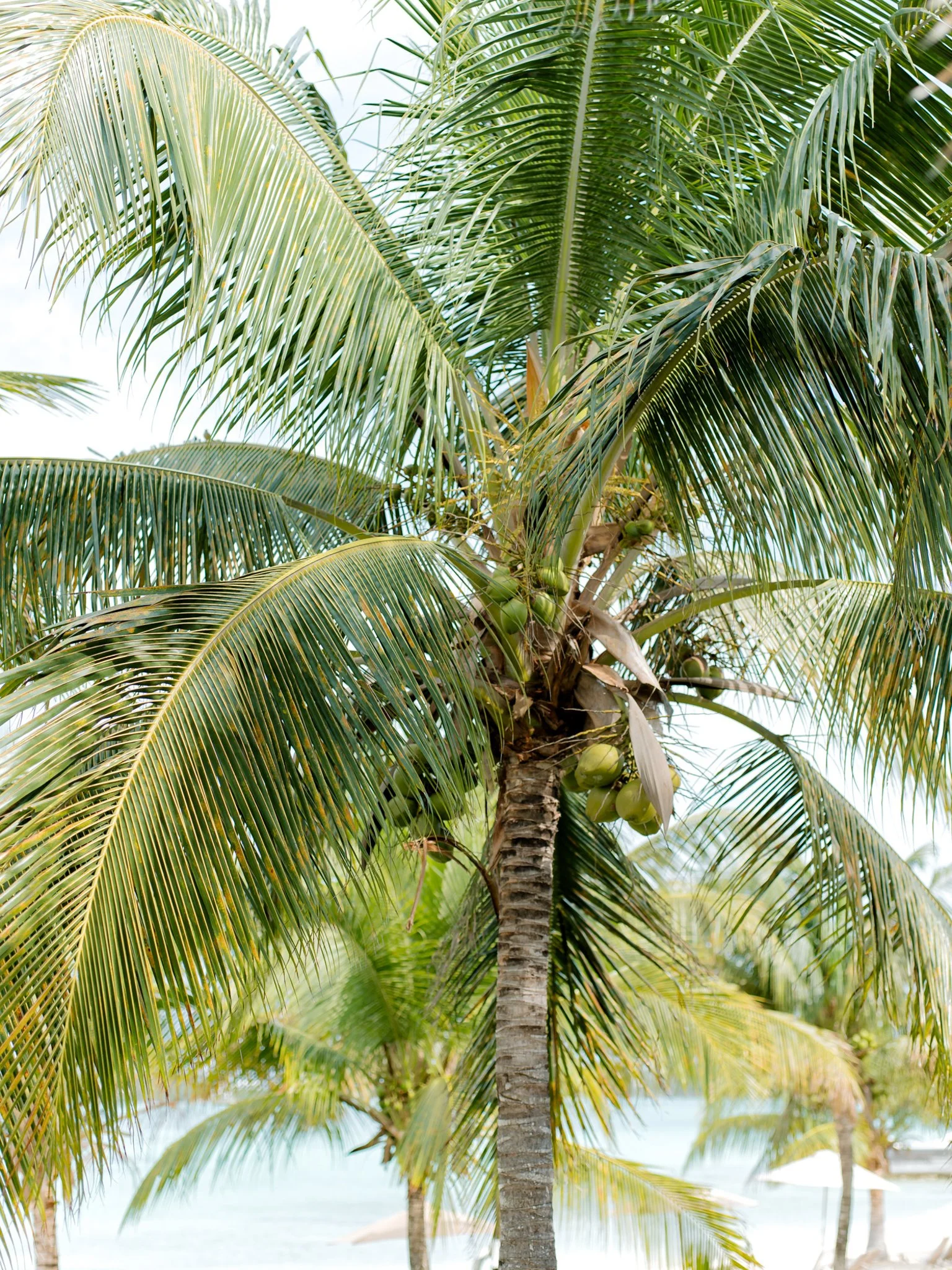 A coconut palm tree with green coconuts hanging near the trunk, surrounded by large green fronds, with a beach and water visible in the background.