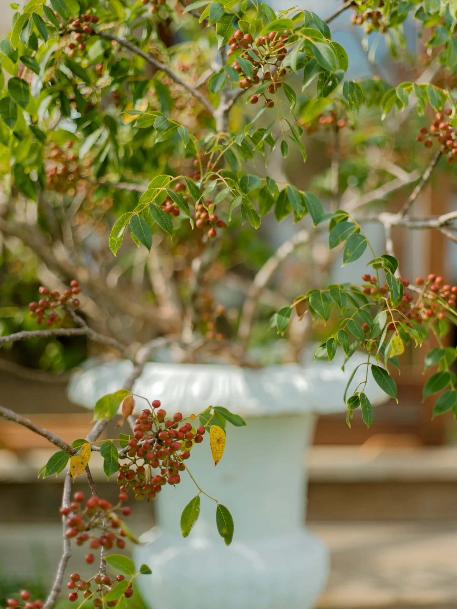 Potted plant with green leaves and small red berries, on a wooden surface, with a blurred background.