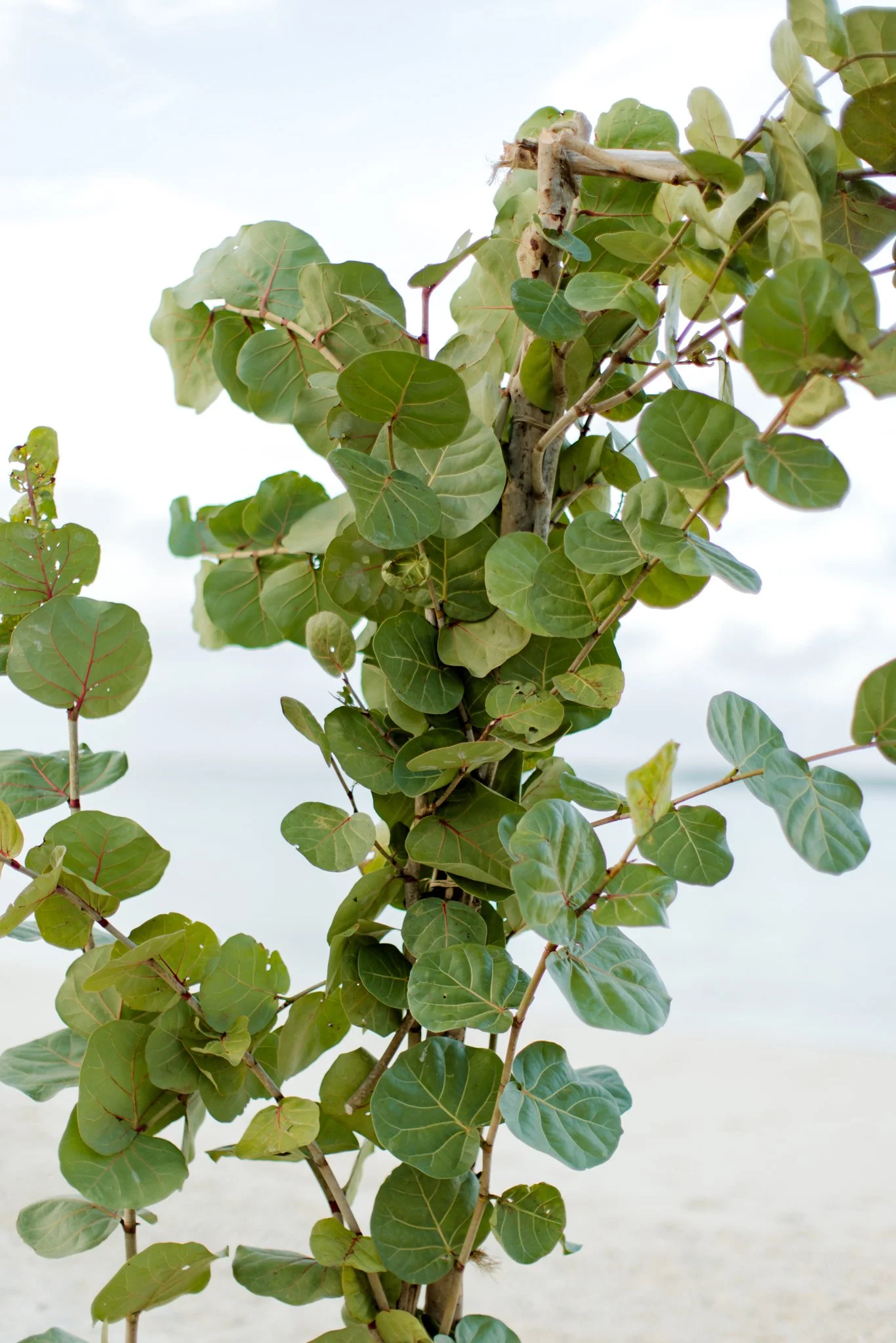 Close-up of a vine with round, green leaves climbing on a wooden stake against a pale sky background.