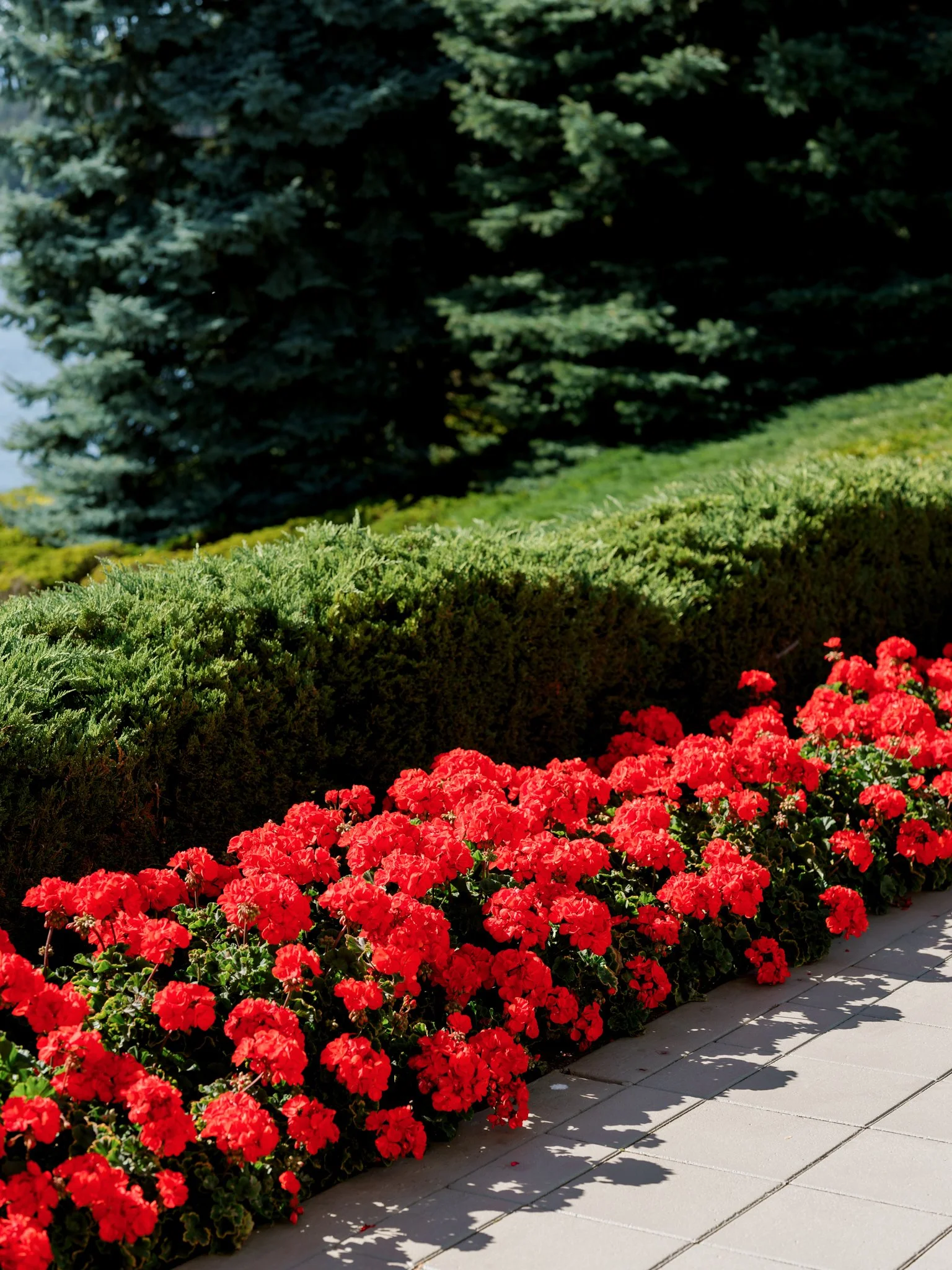 Red geranium flowers along a sidewalk, with green bushes and trees in the background at the Hagadone Event Center in Coeur d'Alene, Idaho.