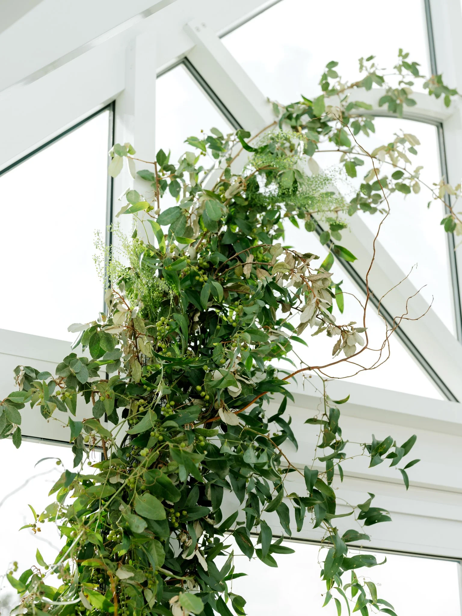 A tall green leafy plant with vines and small berries growing inside a modern building with slanted glass windows at Greenhouse on Harvard near Spokane, Washington.