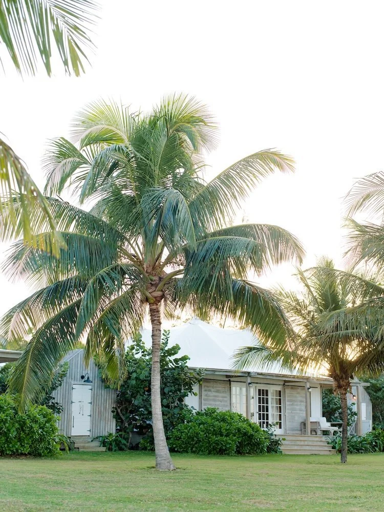 A tropical scene with palm trees in front of a white house with a porch.