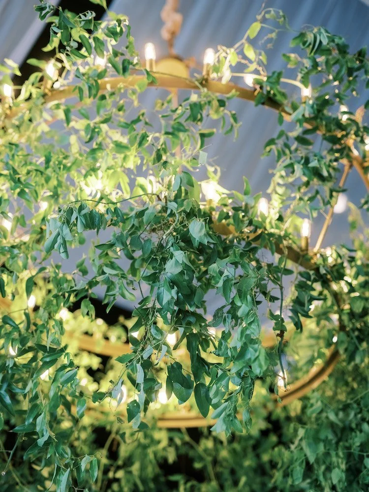 Green leafy plant with vines hanging from a circular gold chandelier with lights, outdoors or in a garden setting.