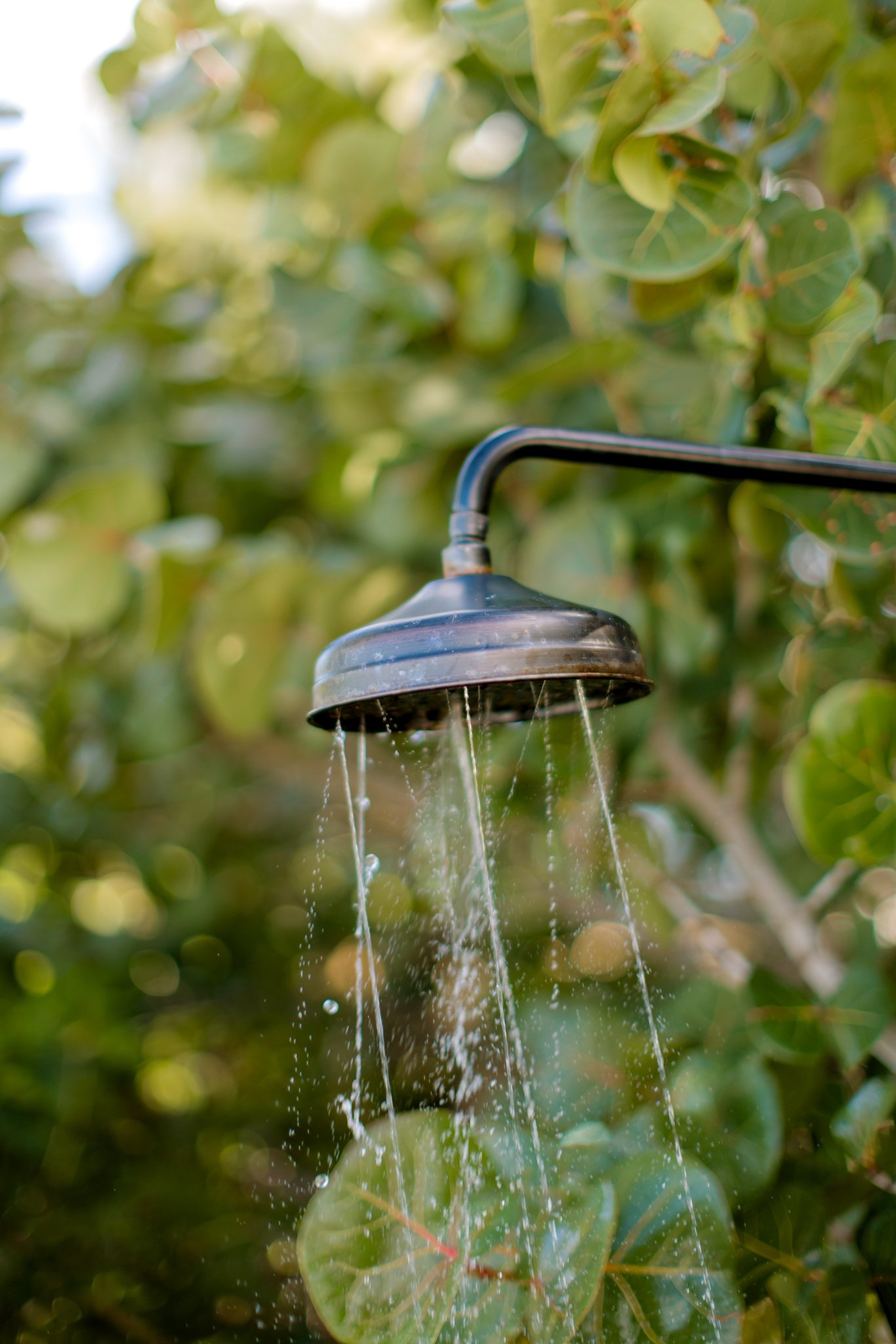 Outdoor showerhead with water spraying against a background of green leafy plants.
