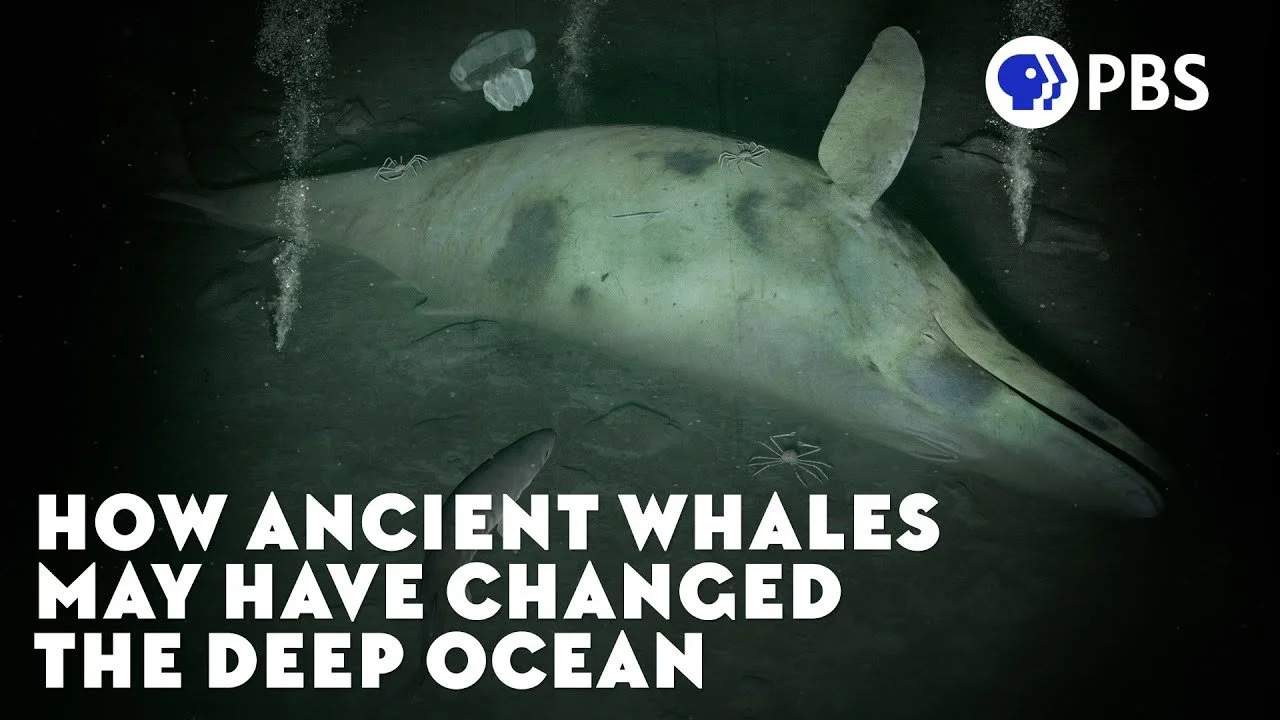 How Ancient Whales May Have Changed the Deep Ocean (PBS Eons)