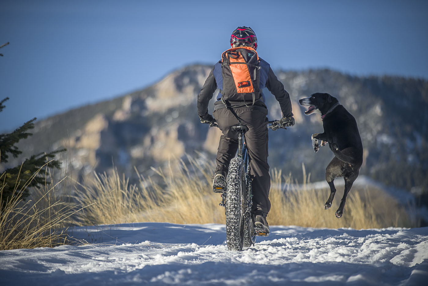 9 out of 10 dogs surveyed prefer fat biking to satisfy their winter recreational needs.