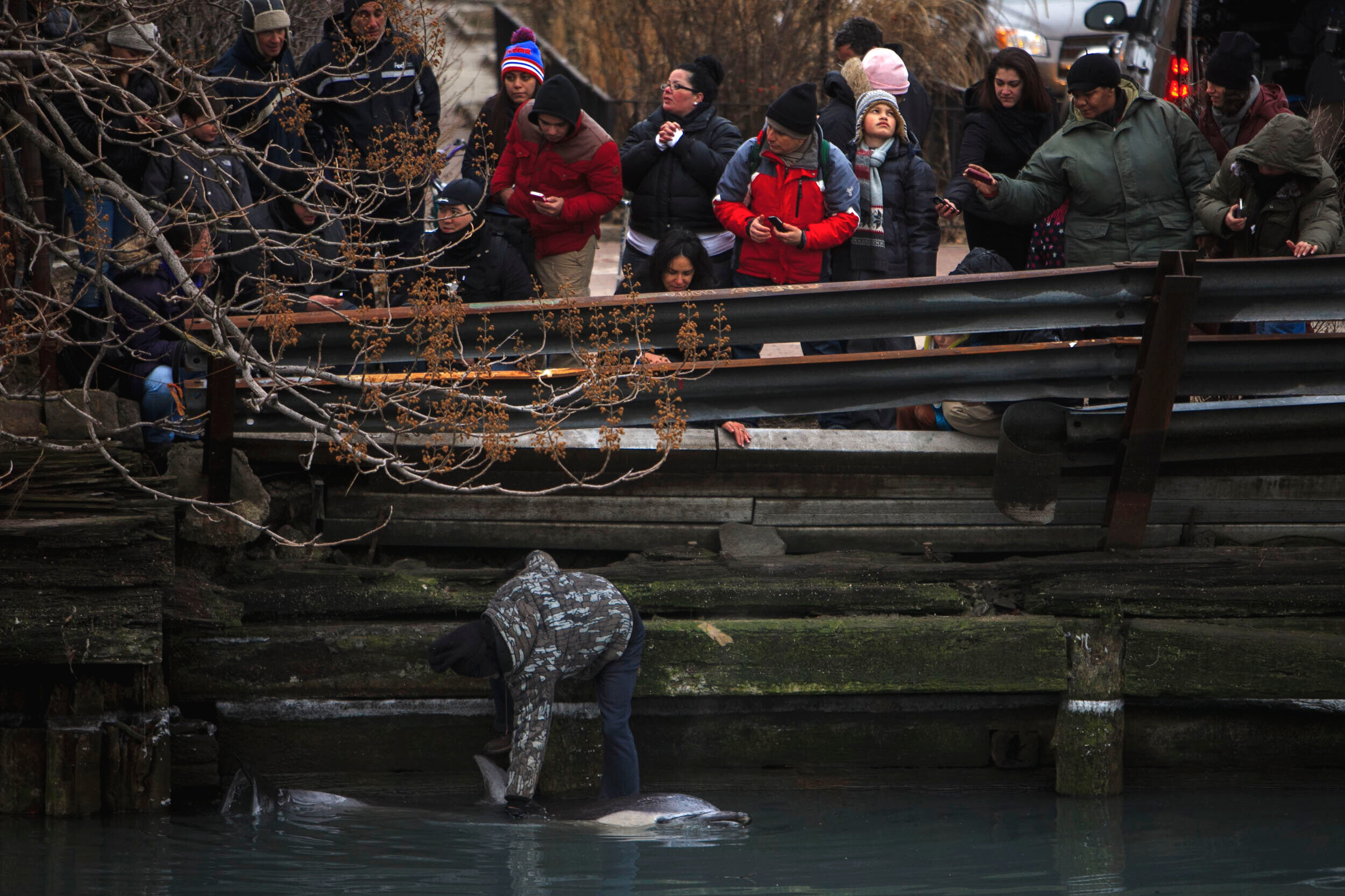  A man attempts to sooth a dolphin trapped in the Gowanus Canal. Brooklyn, NY 