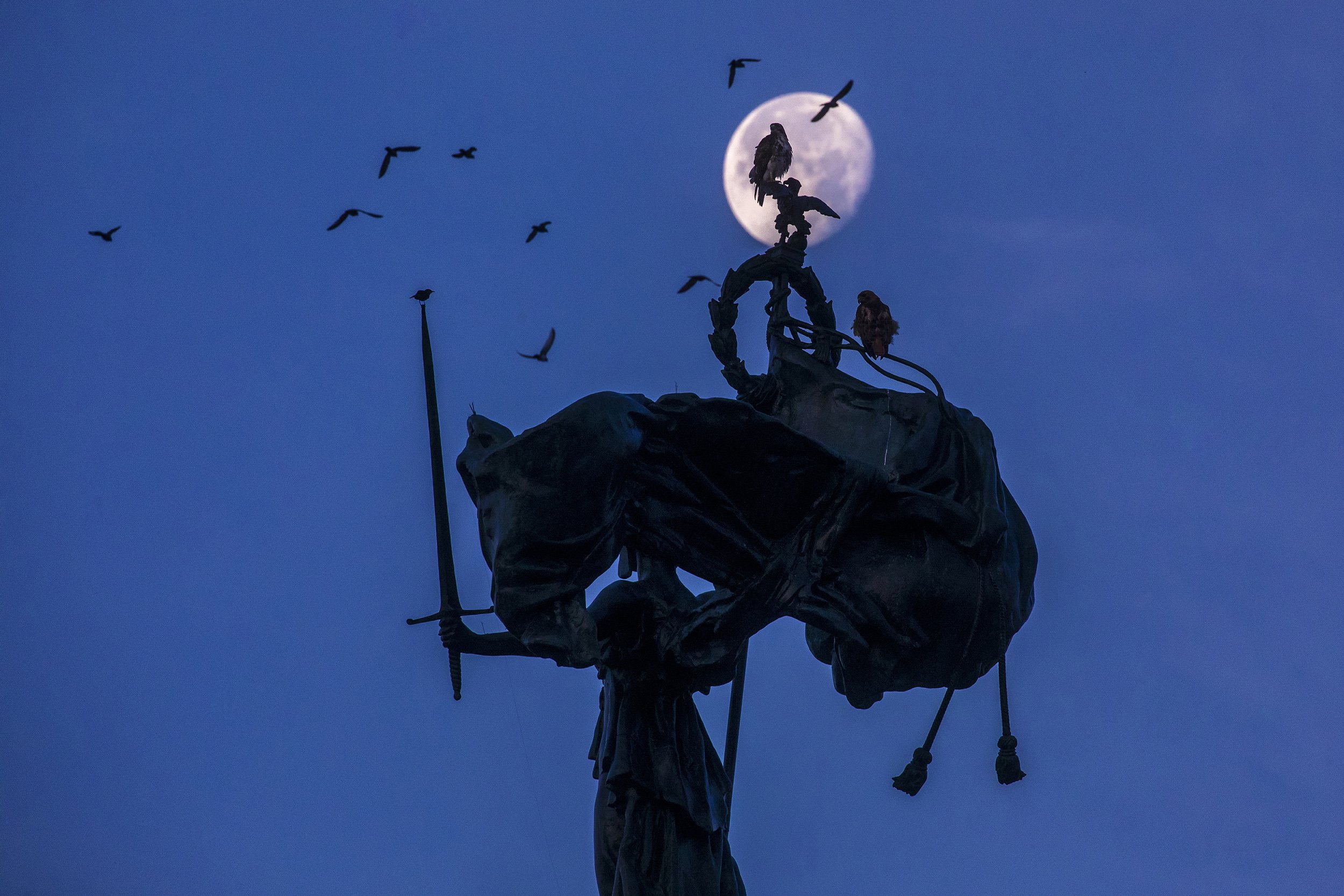  A pair of red-tailed hawks perch just before dawn. Brooklyn, NY 