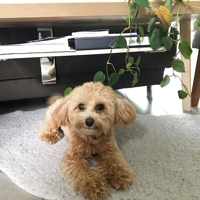 Like butter wouldn&rsquo;t melt... . . #maltipoopuppy #maltipoopuppies #maltipoo101 #maltipoo #moodles #newbornpuppy #newpuppy #multipoosofinstagram #puppiesofinstagram #toymaltipoo #toydog #pup #pupsofinstagram #mypuppyiscuterthanyours #mydogiscutes