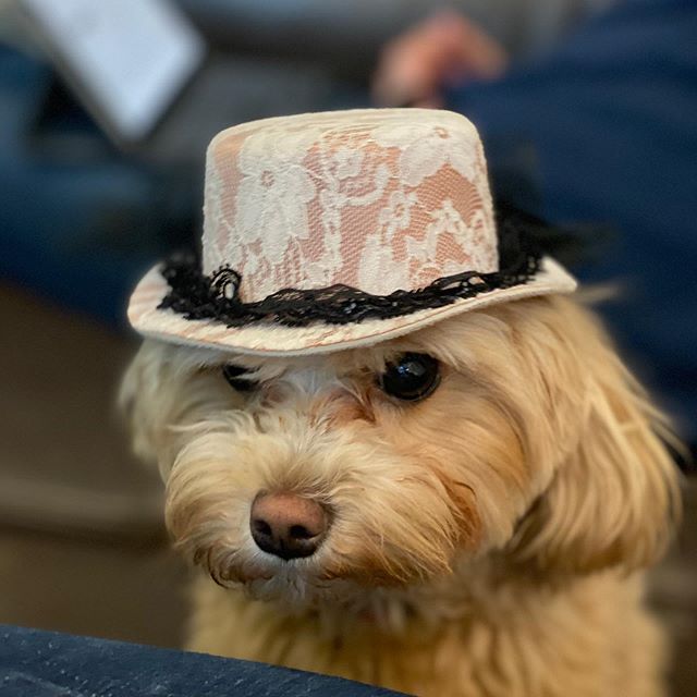 New hat. Nothing more to say on the matter. . . #maltipoopuppy #maltipoopuppies #maltipoo101 #maltipoo #moodles #newbornpuppy #newpuppy #multipoosofinstagram #puppiesofinstagram #toymaltipoo #toydog #pup #pupsofinstagram #mypuppyiscuterthanyours #myd
