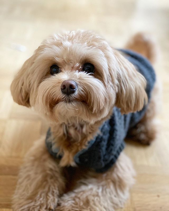 Sweater weather!!! @ciaolori . #maltipoopuppy #maltipoopuppies #maltipoo101 #maltipoo #moodles #newbornpuppy #newpuppy #multipoosofinstagram #puppiesofinstagram #toymaltipoo #toydog #pup #pupsofinstagram #mypuppyiscuterthanyours #mydogiscutest