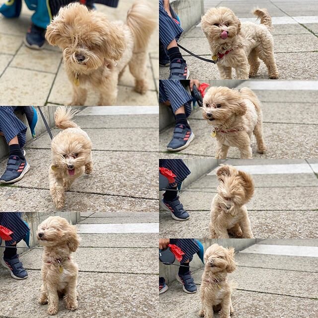 Gone with the wind!! 💨 . . #maltipoopuppy #maltipoopuppies #maltipoo101 #maltipoo #moodles #newbornpuppy #newpuppy #multipoosofinstagram #puppiesofinstagram #toymaltipoo #toydog #pup #pupsofinstagram #mypuppyiscuterthanyours #mydogiscutest