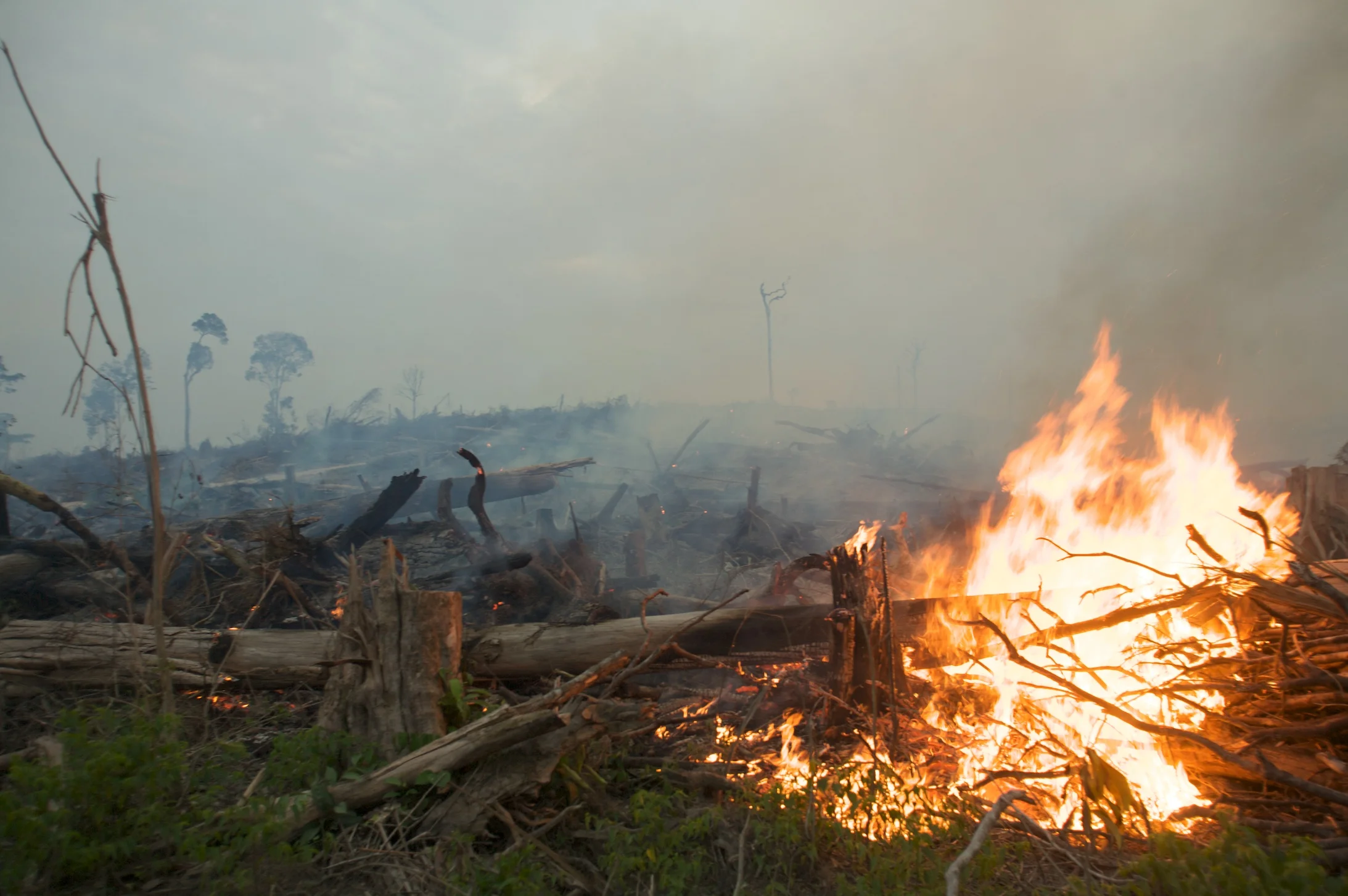 Fight for nature or roll with the punches?