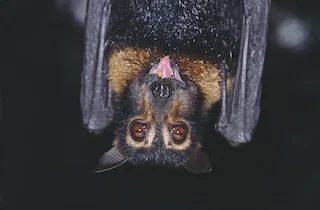 100,000 flying foxes die in Australian heat wave