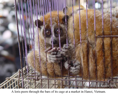 Loris-captive-Vietnam.jpg