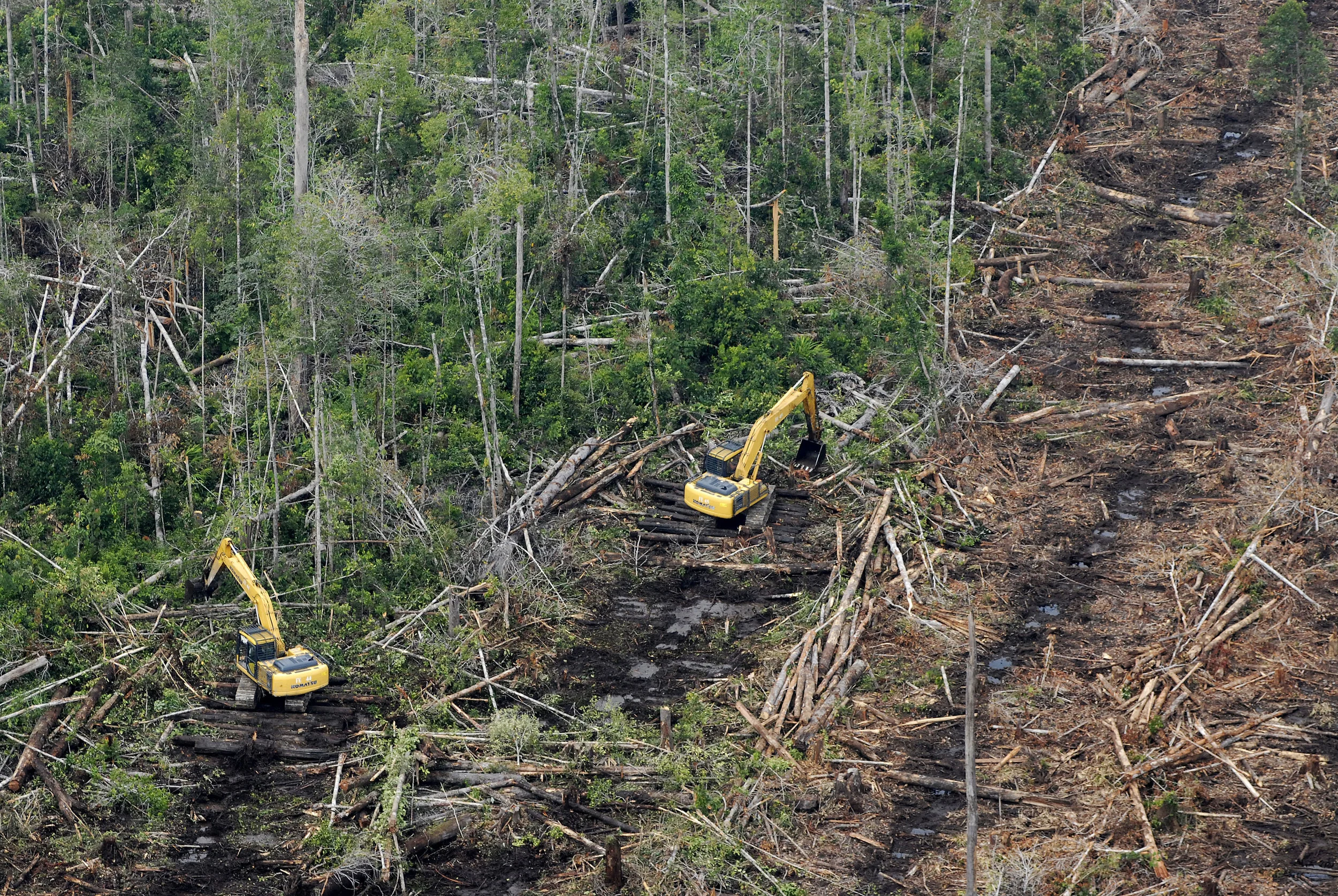 Peat swamps under siege...