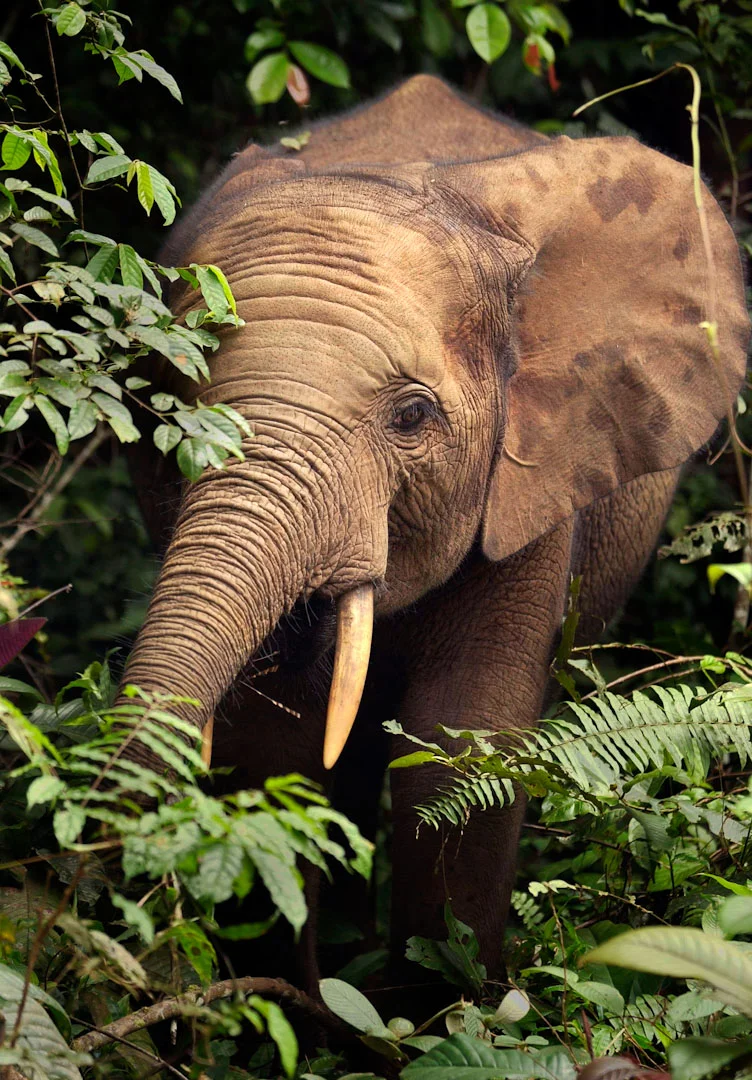 Nowhere left to hide... forest elephant in Gabon (photo by Carlton Ward).