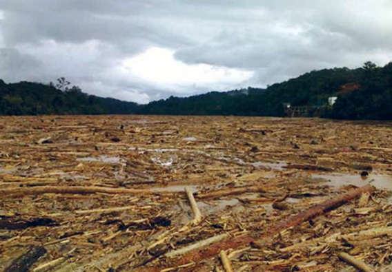 In October 2010, the Rajang River had a 50-kilometer-long logjam (photo by Hornbill Unleashed)