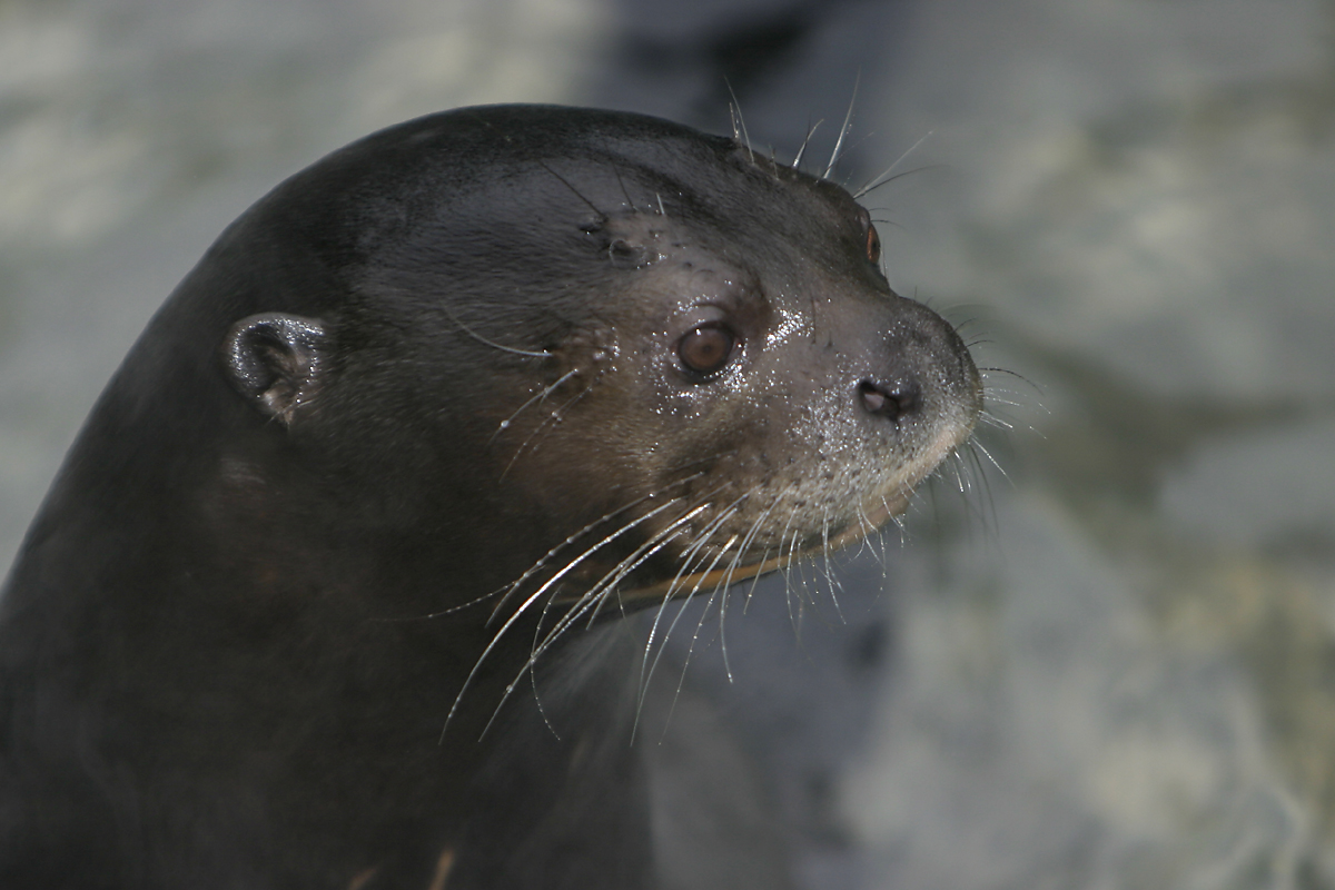 Giant river otters frolic at Yasuni--for now at least