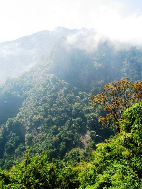 Prime real estate... rainforests of the Western Ghats (photo by William Laurance)