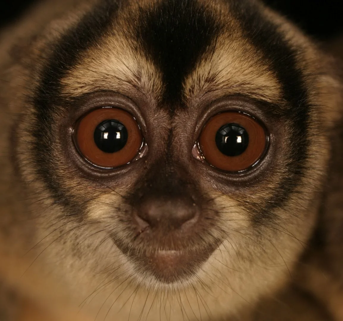 Eying trouble ahead... night monkey in Peru. 