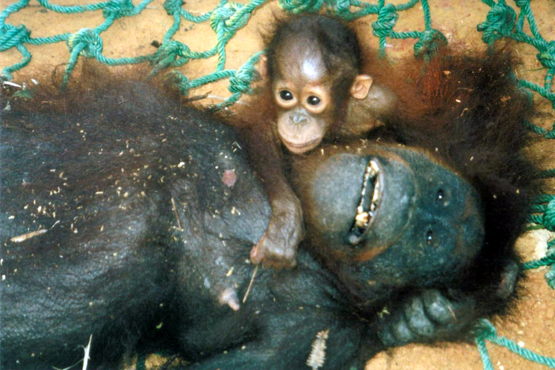 Baby Orangutan... prey for the pet trade