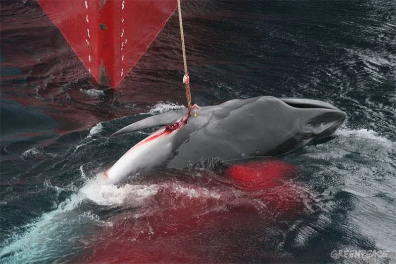 Sacrificed for science? Dying Minke Whale in Antarctic waters (photo by Greenpeace)