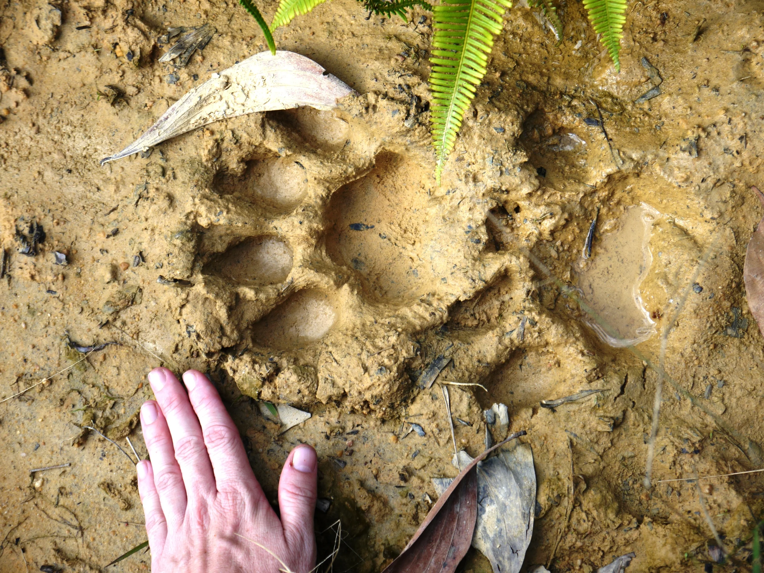 Rare real estate... tiger footprint in Sumatra (photo by William Laurance)