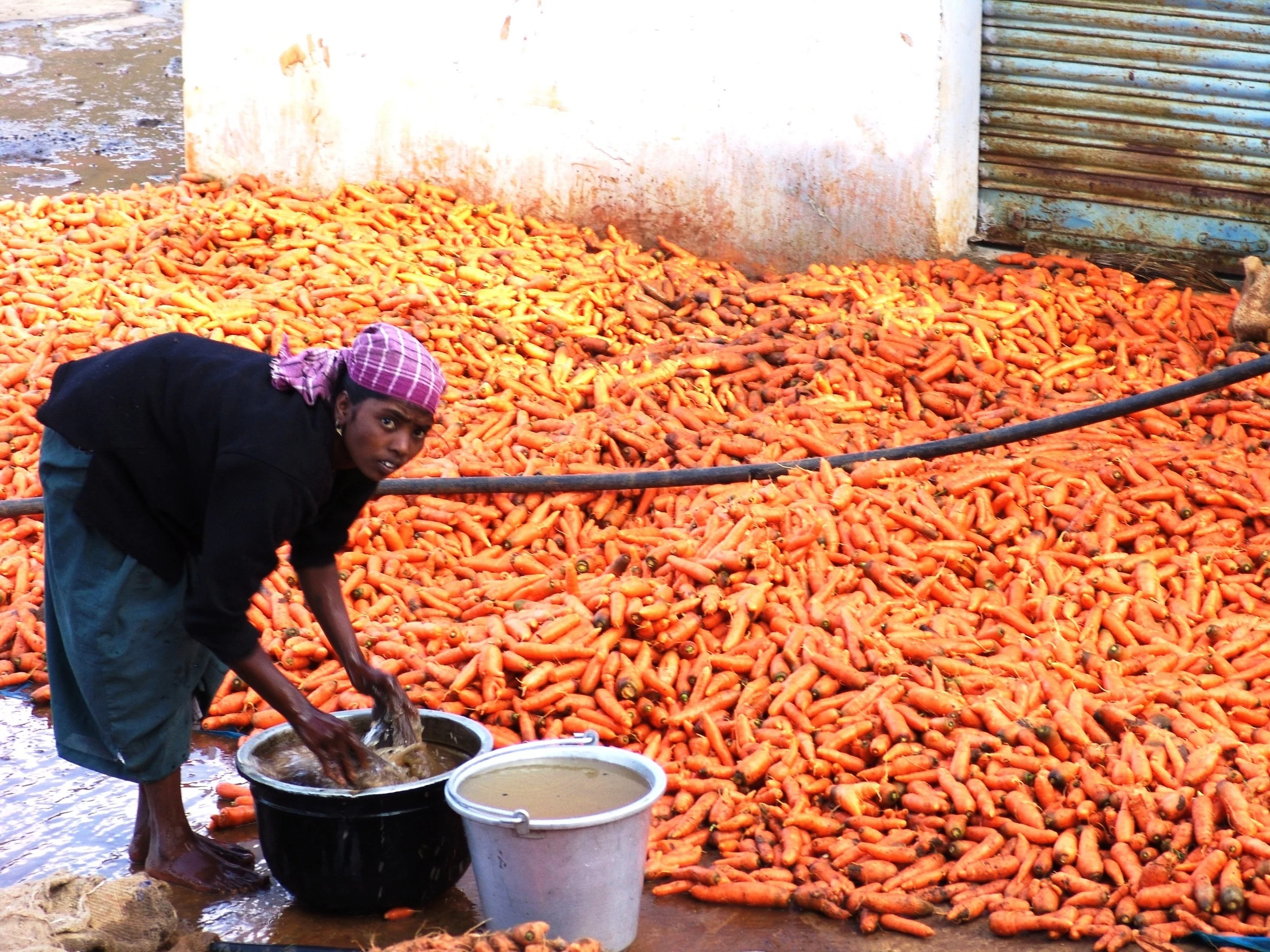 Food for today, but what about tomorrow? (photo by William Laurance)