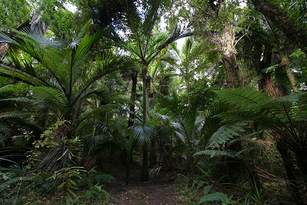Pristine forest... home to Kiwis and lots more