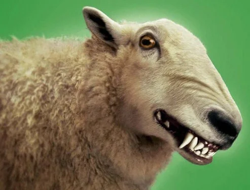 Sheep or wolf...?