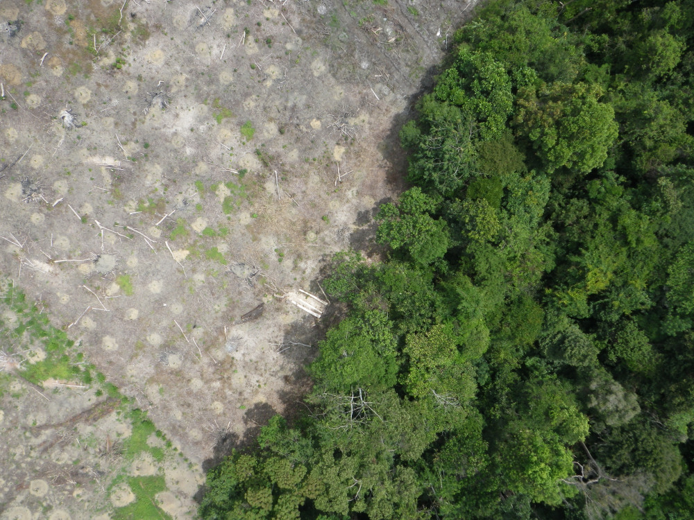 A drone's-eye view: no place to hide for illegal loggers