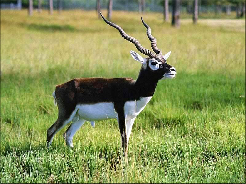 Lonely blackbuck: Is it enough to teach nature conservation but not do anything about it?
